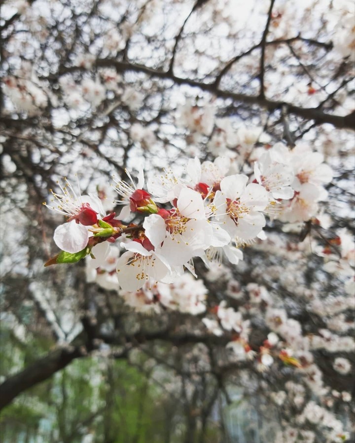 Spring flower