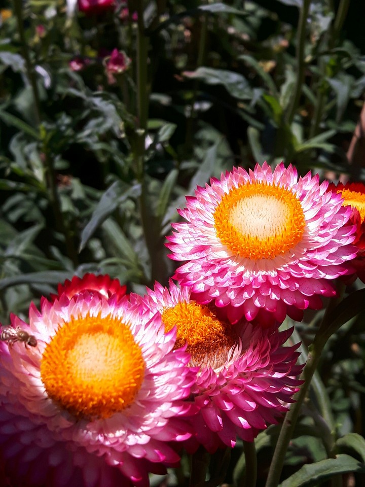 Flowers