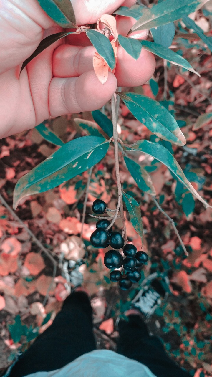 nature