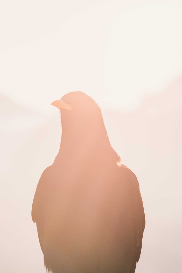 Eagle