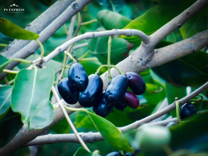 black plum