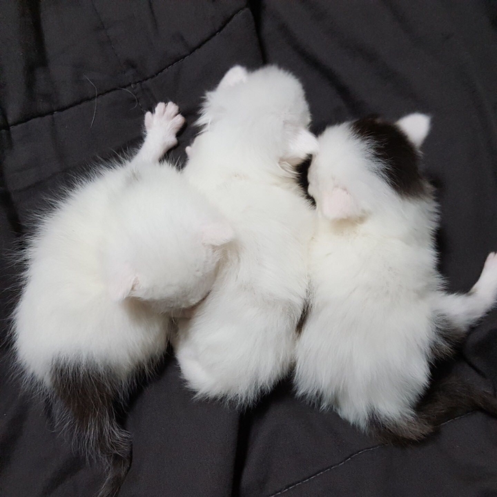 아기 고양이