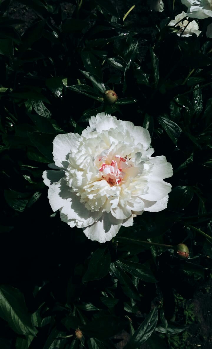 beautiful flower ???