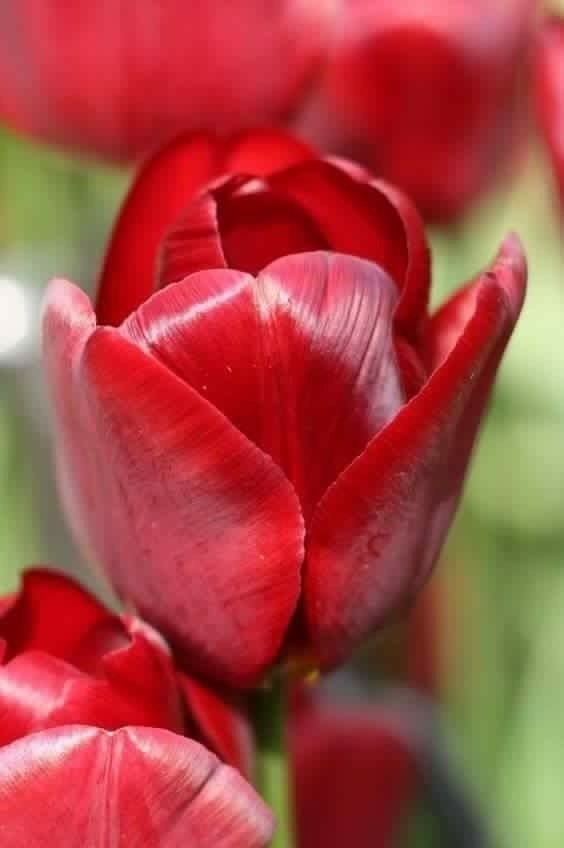 tulip