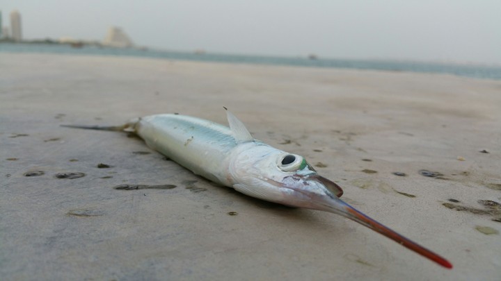 Sword fish