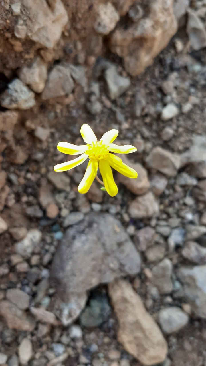 ?♥️