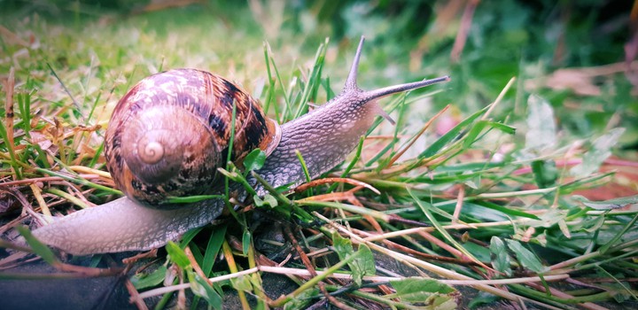 Summer Snail