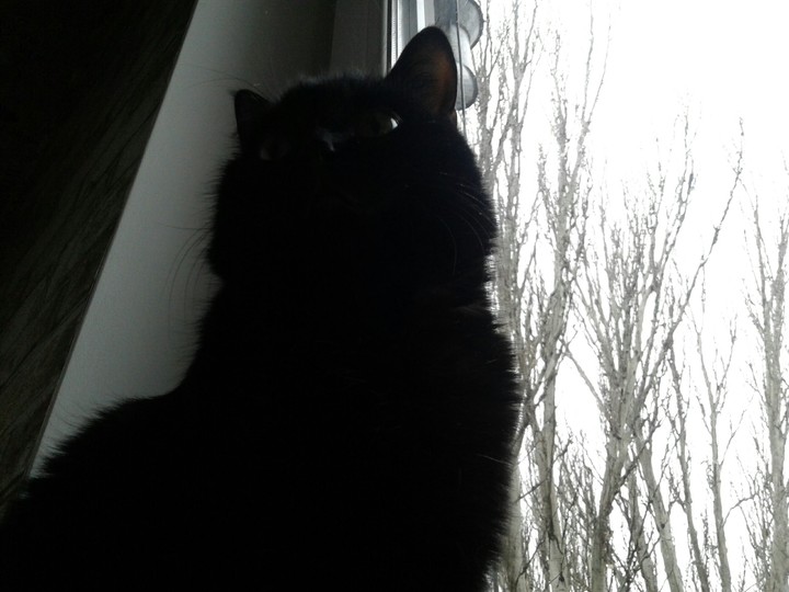 Кот