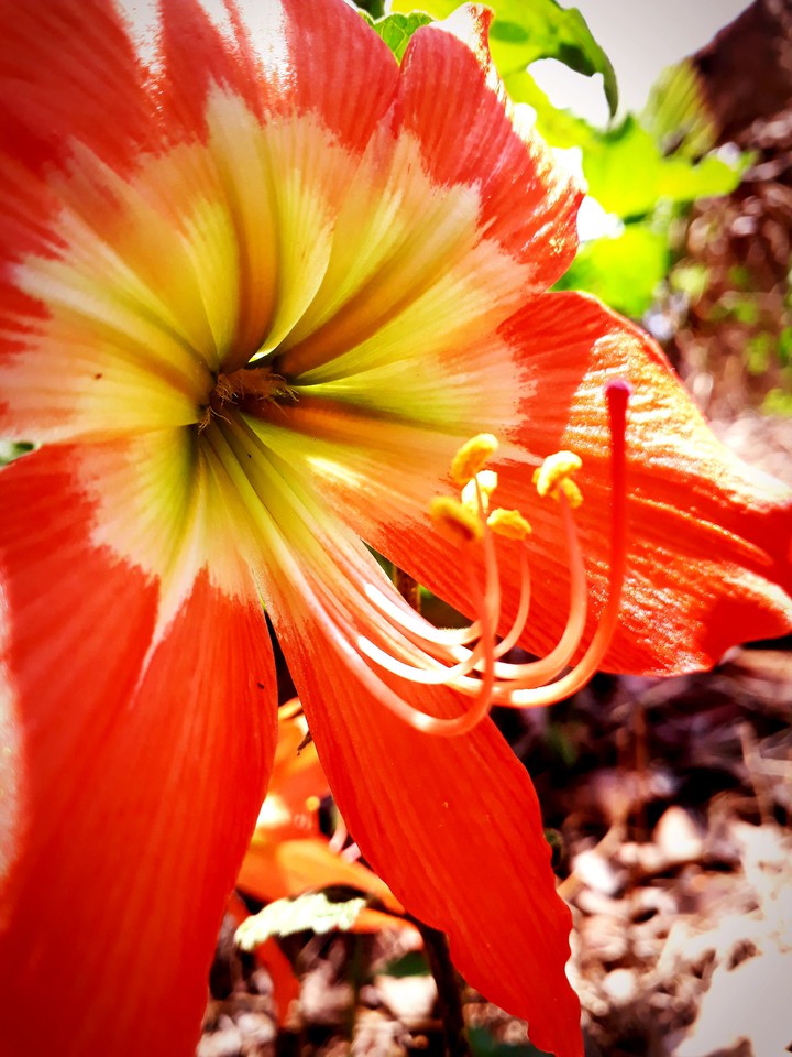 mobile photos  taken flowers