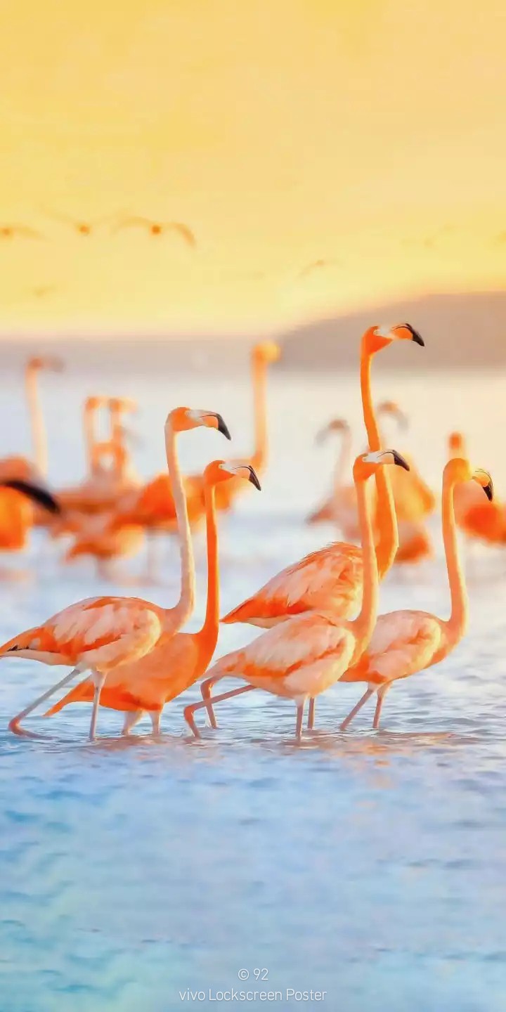 "Pink Flamingos"