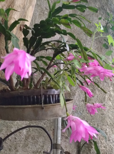 flor de maio em outubro ???