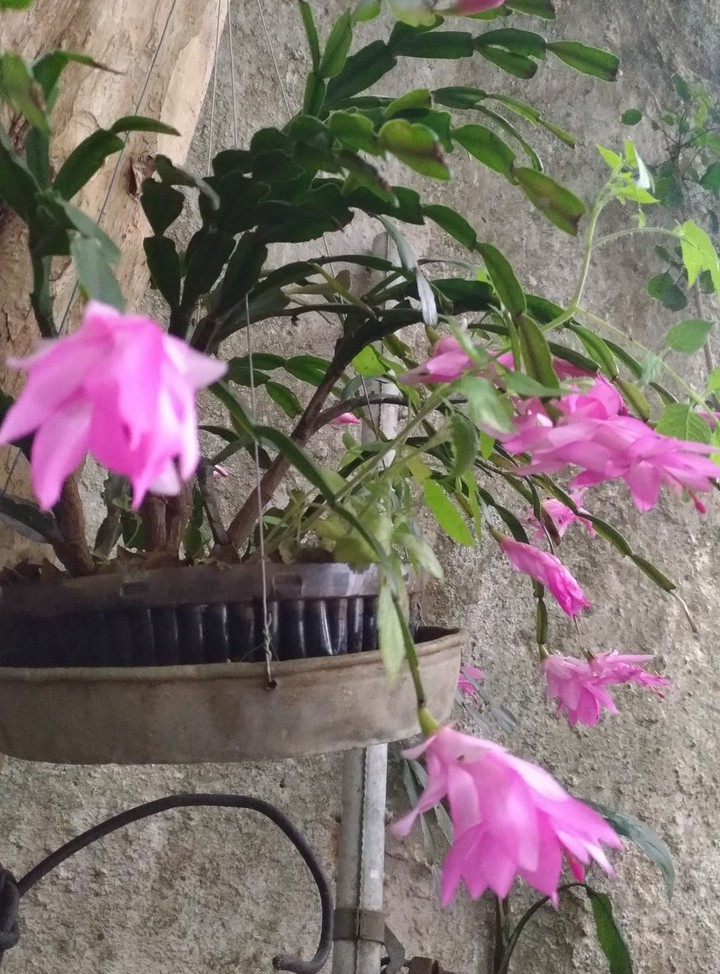 flor de maio em outubro ???