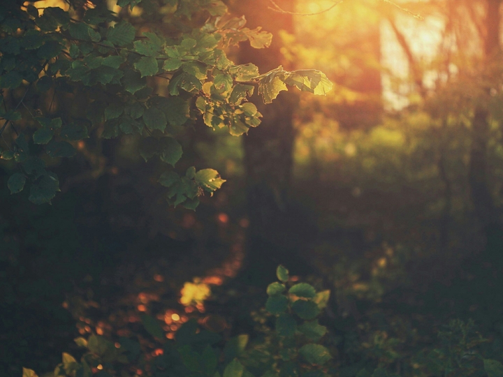 Forest