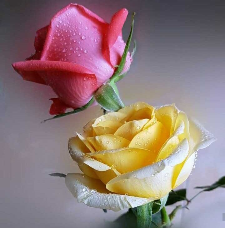 4 my friends