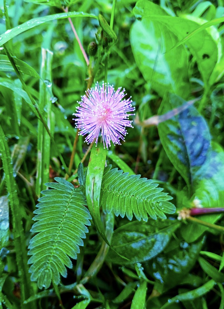 Touch Me Not Plant Flower