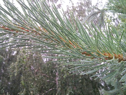 raindrops