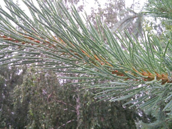 raindrops