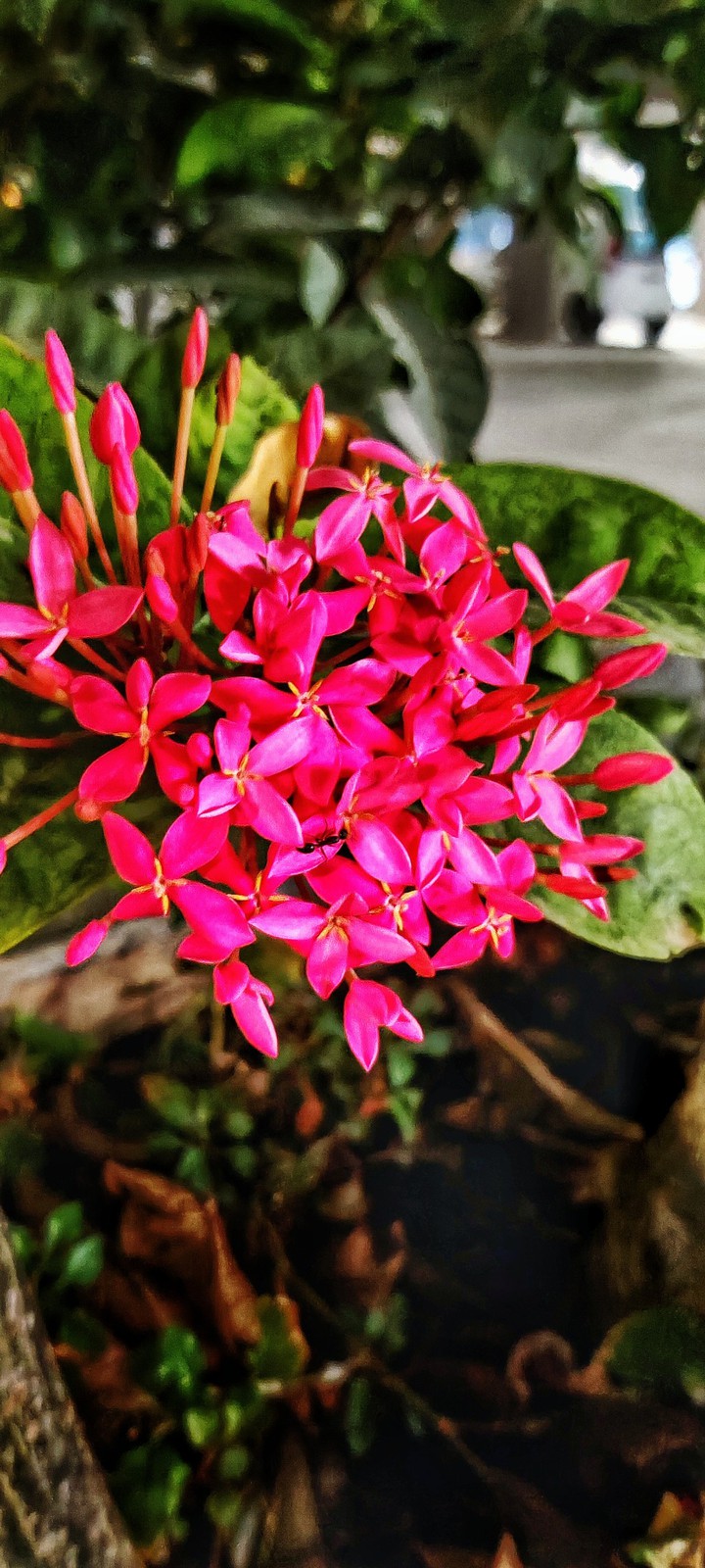 Red flowers, Ant