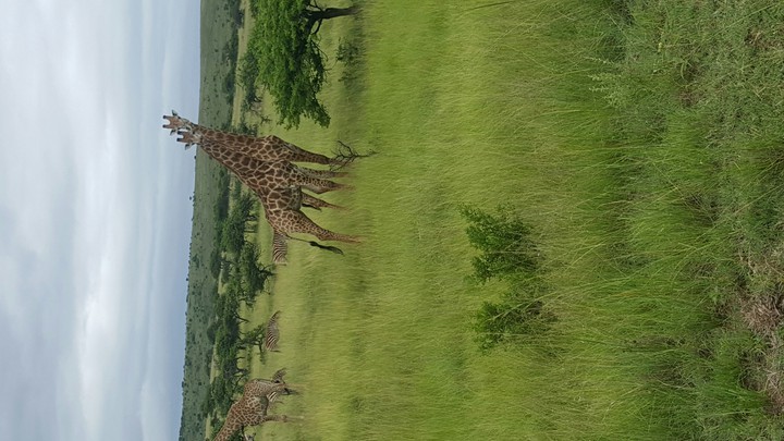 giraffe love