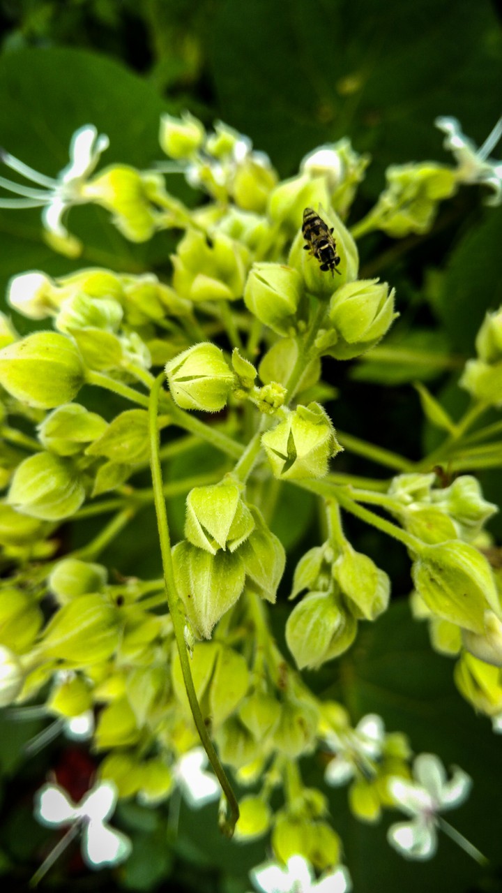 bee and flower
