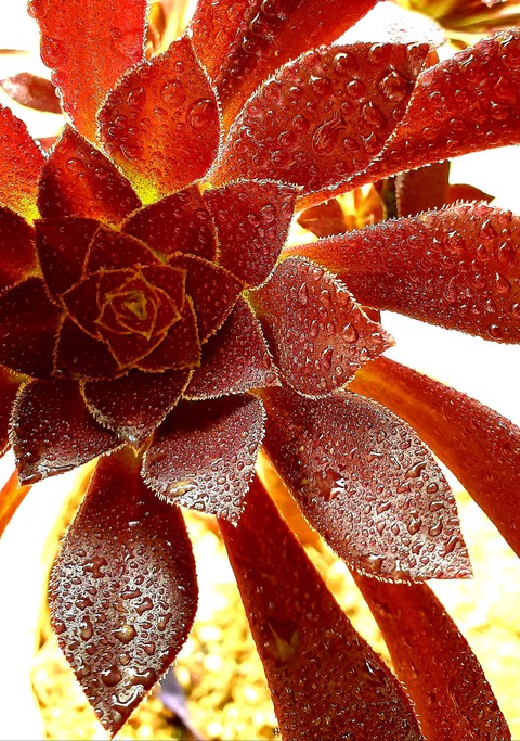 רקעים plant, red