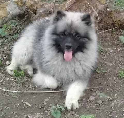 Любер