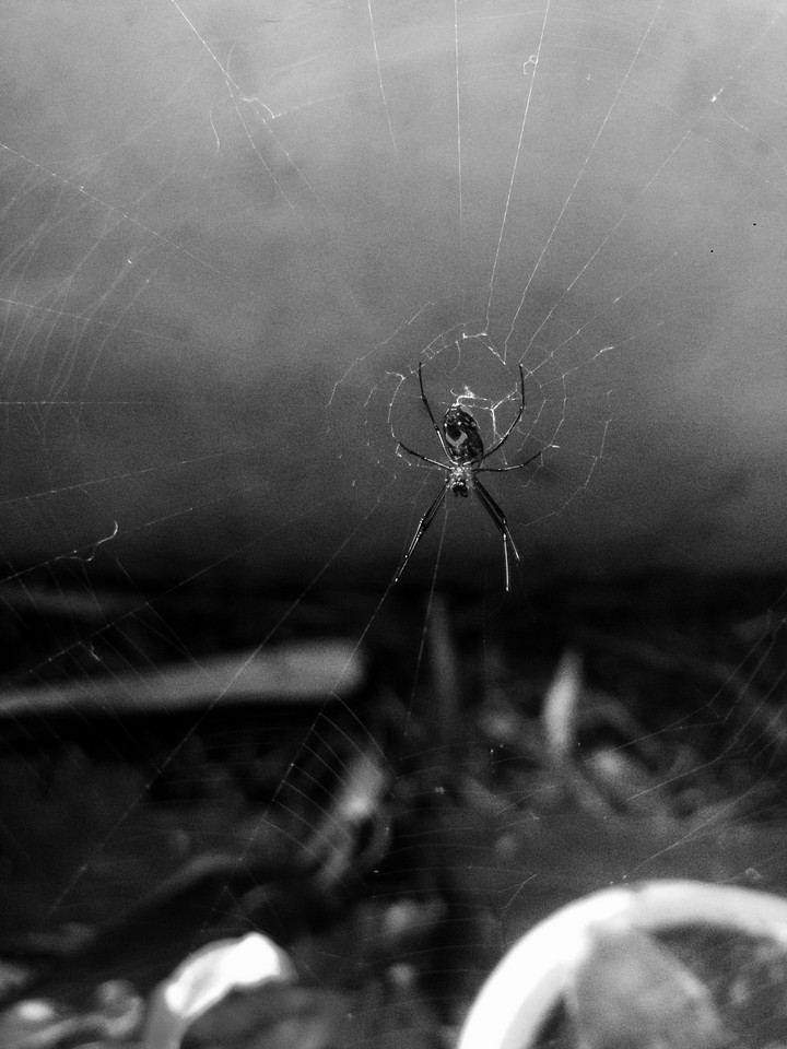 aranha sorrindo filtro II preto e branco