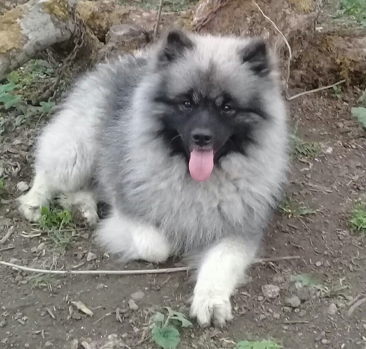 Любер