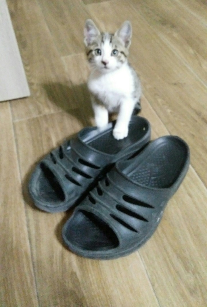 Милота