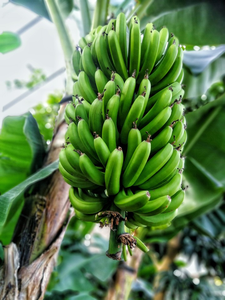 banana tree
