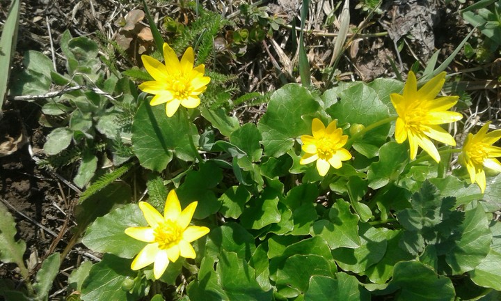 spring flower