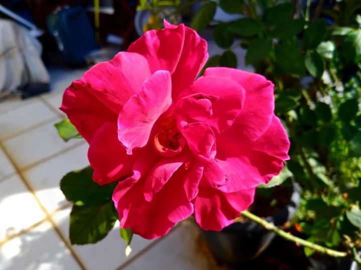 A Beautiful Rose