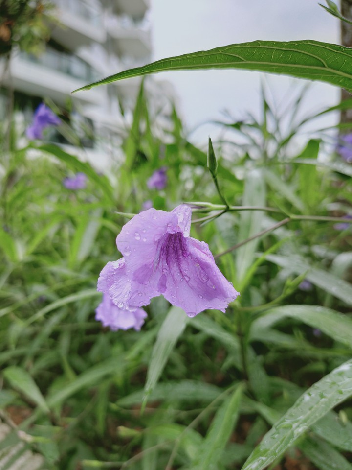 #purple