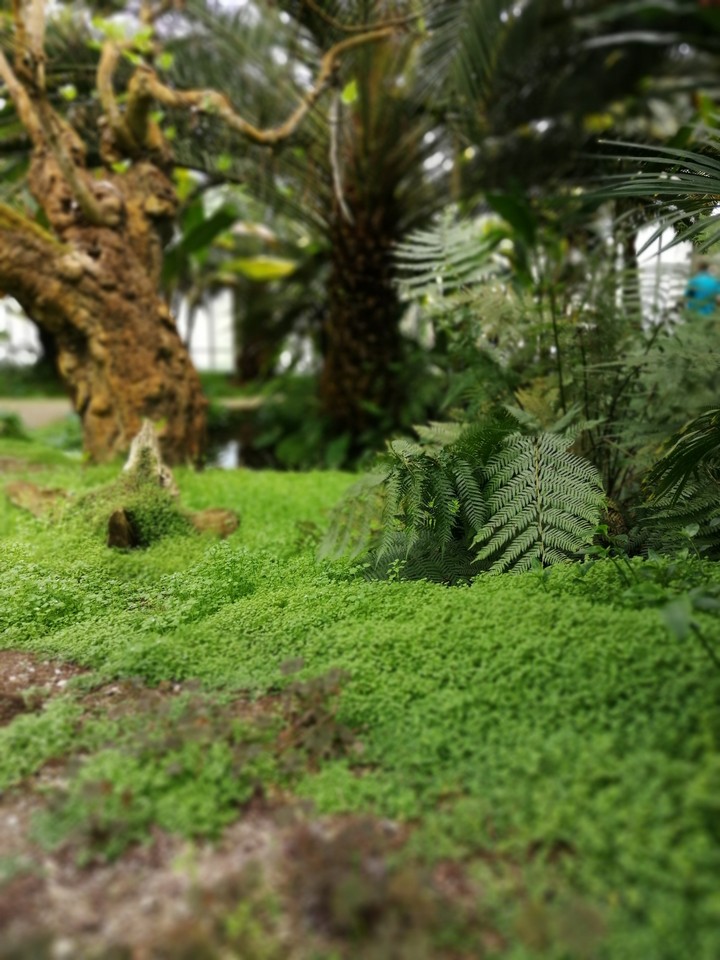 plants