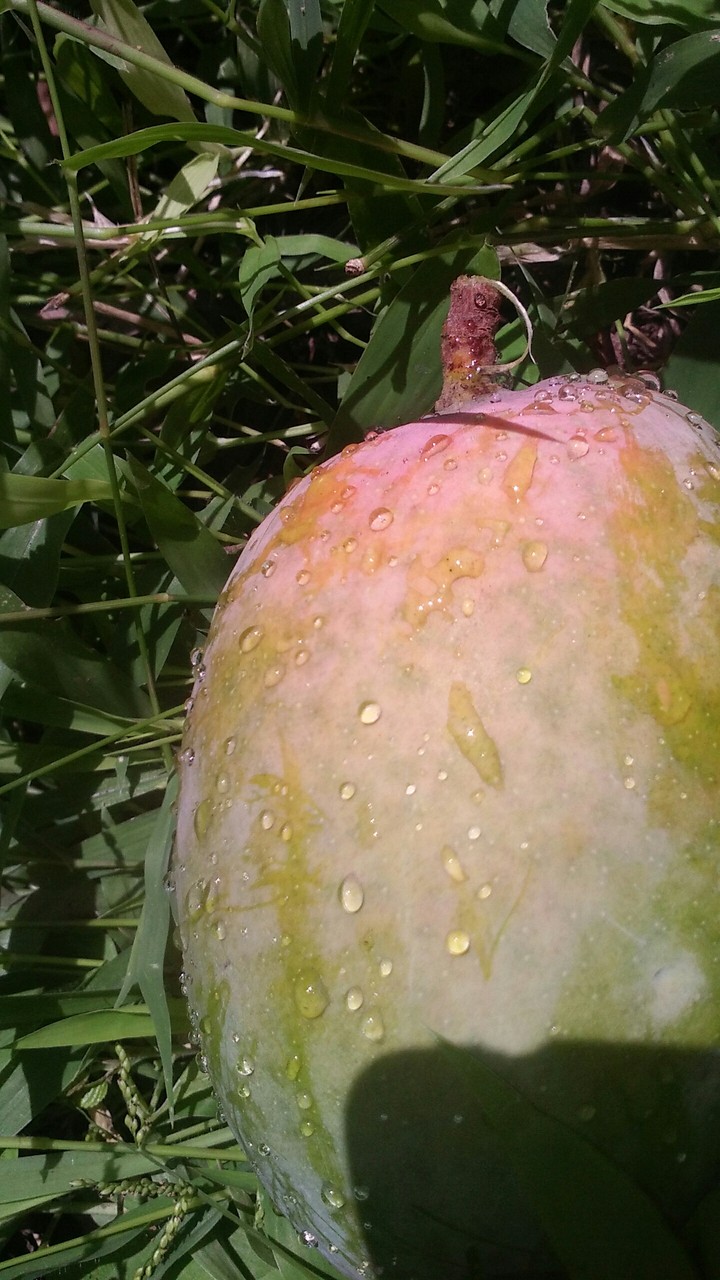 mango farm