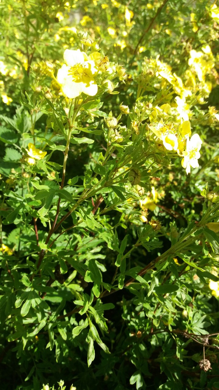 Shining flowers