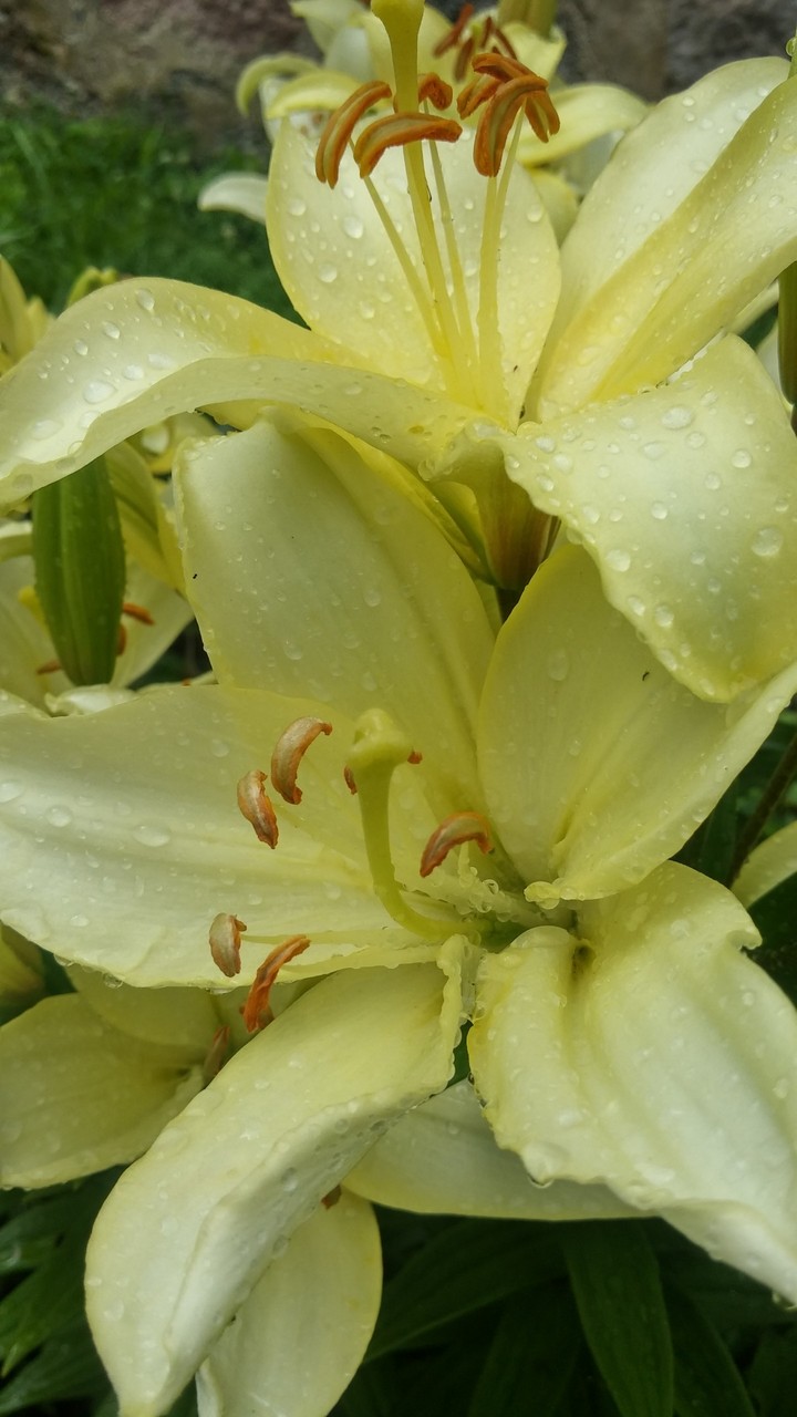 after rain