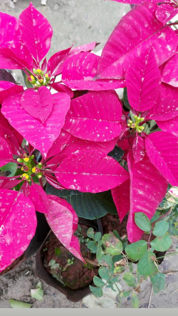 #flowers#nature