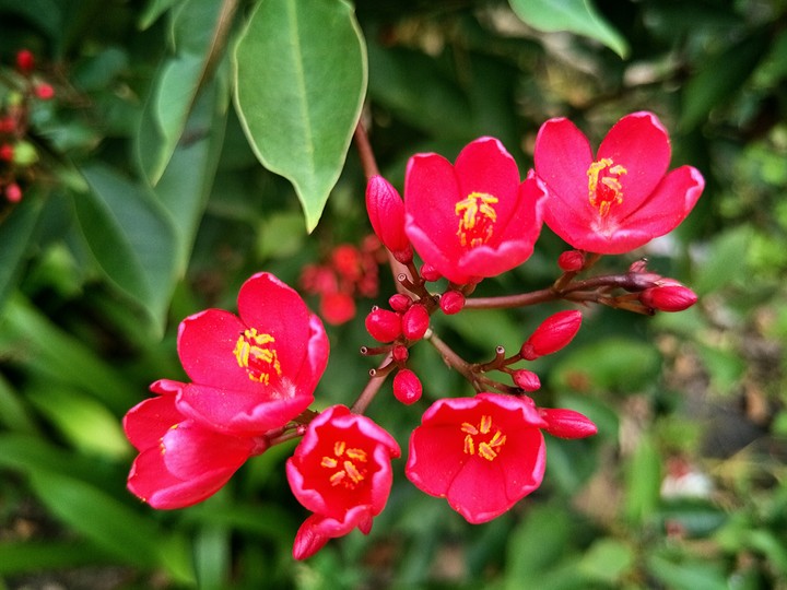 Backyard Treasure - red flower
