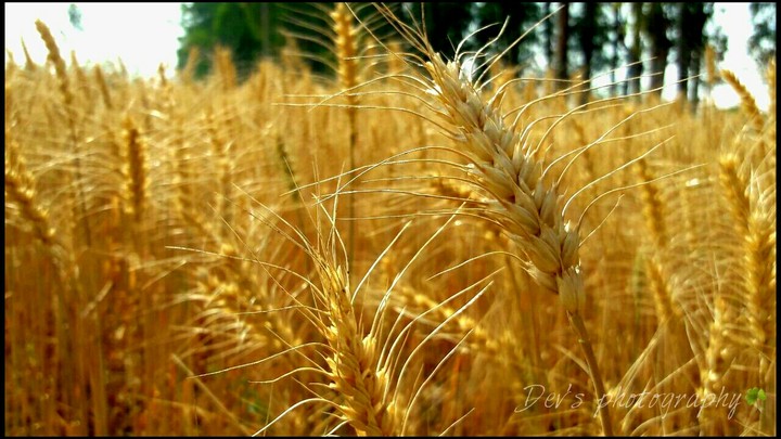 The maize