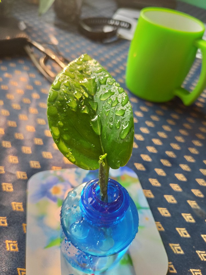 green   money, plant
