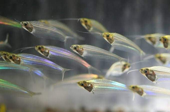 fish