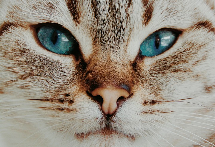 blue eyes