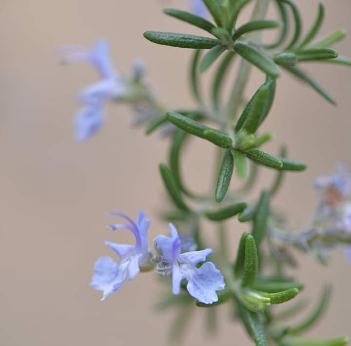 Rosemary