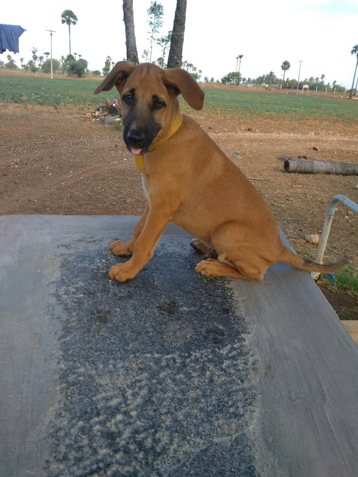 dog