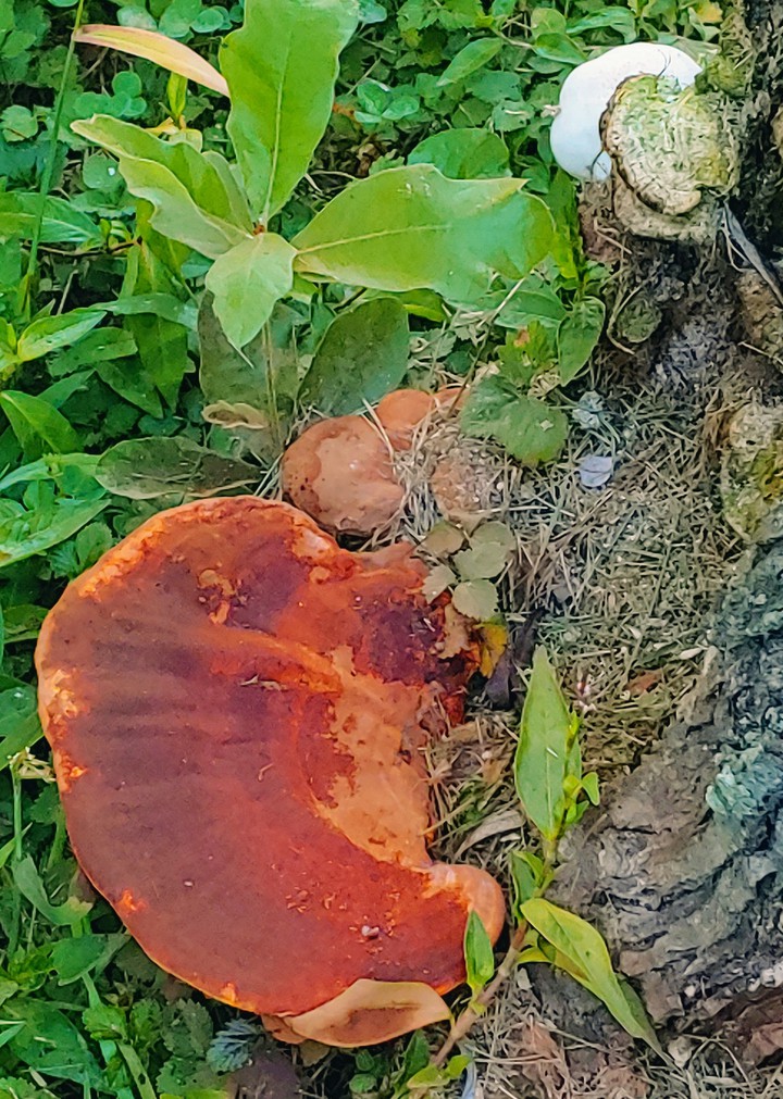 mushrooms