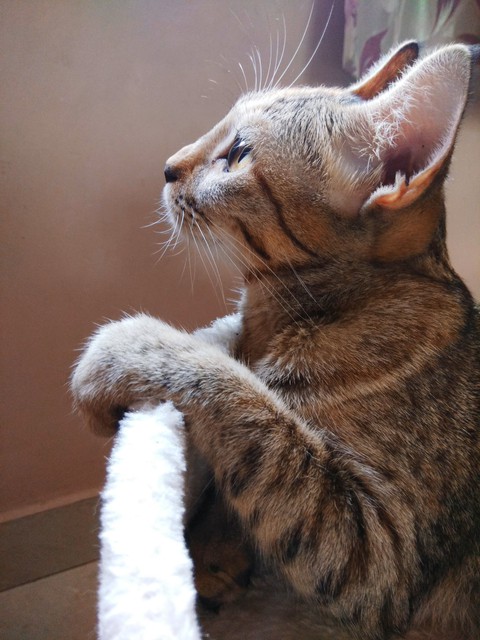 Thinking cat