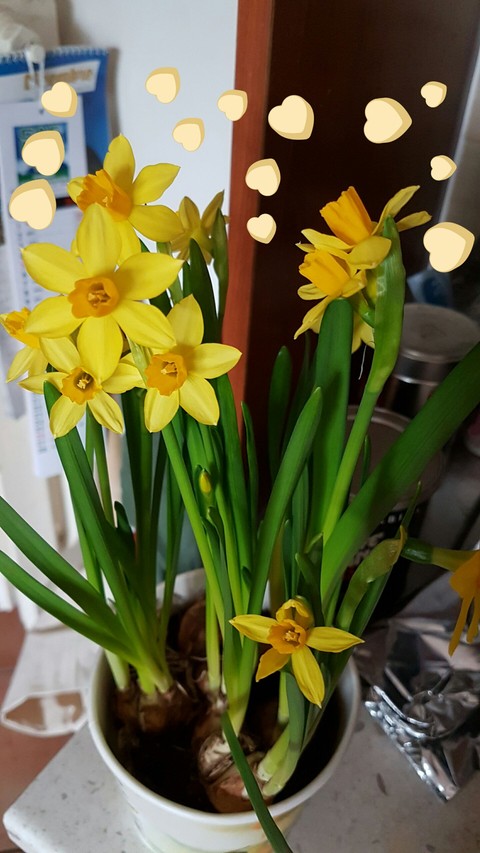 yellow flawers
