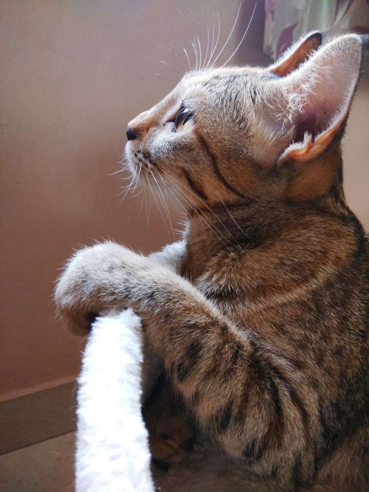 Thinking cat