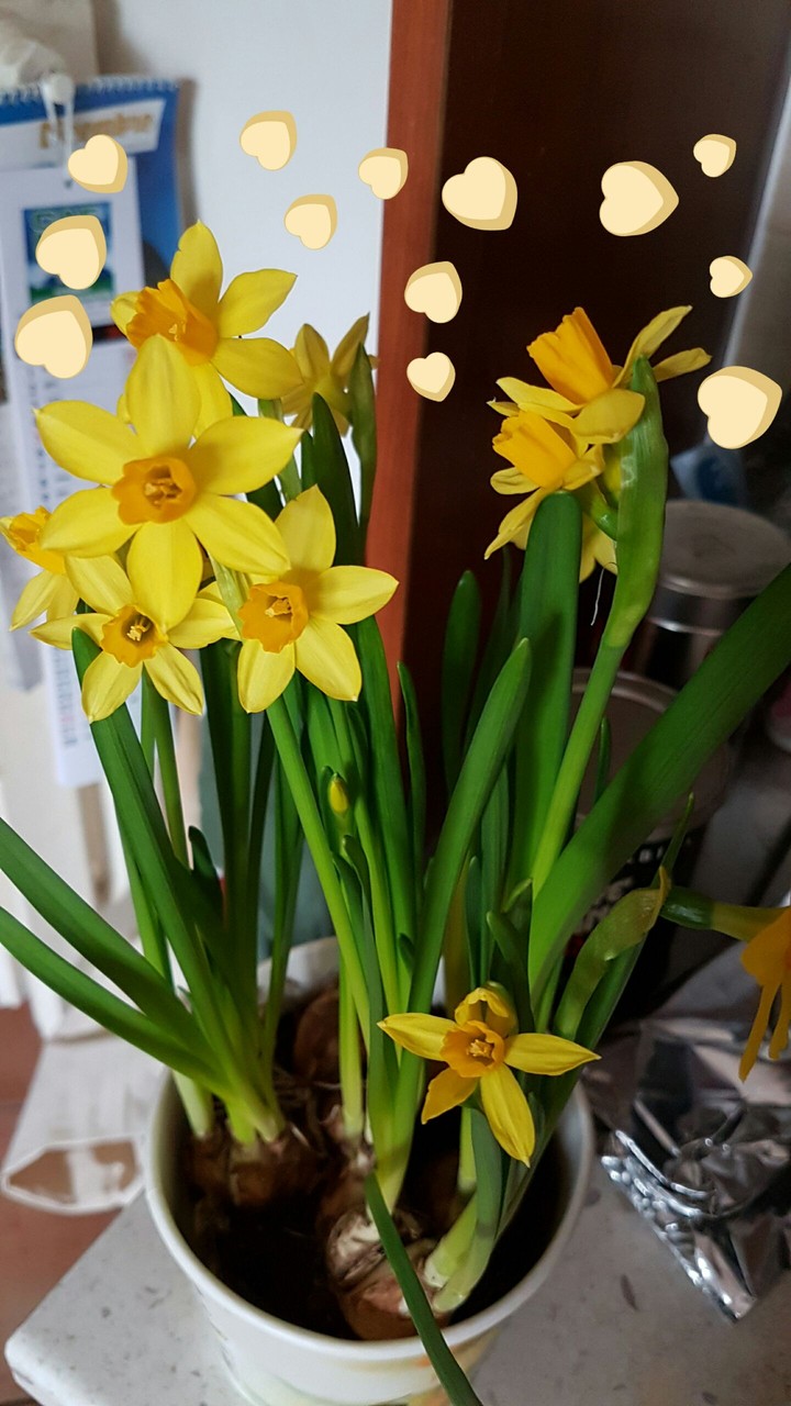 yellow flawers